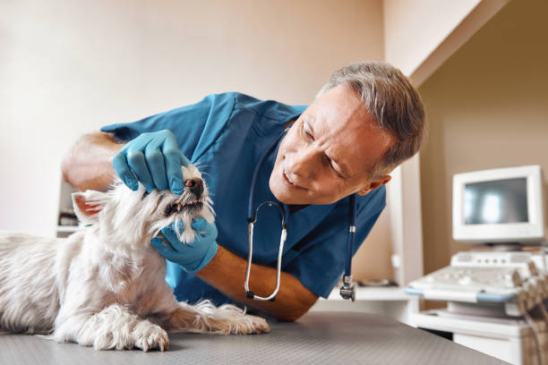 Best Emergency Root Canal Treatment in Tolar, TX